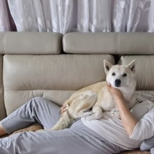 강아지를 찾습니다 진돗개 경기도 평택시