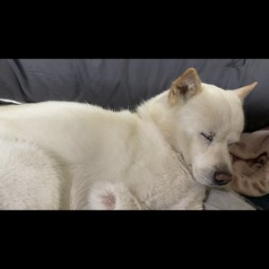 강아지를 찾습니다 진돗개 인천광역시 계양구