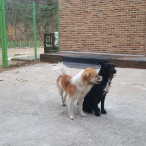 강아지를 찾습니다 믹스견 대구광역시 동구