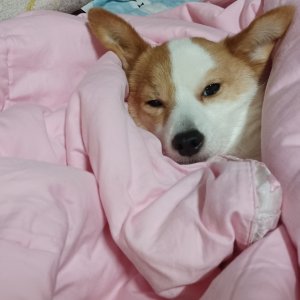 강아지를 찾습니다 믹스견 강원도 인제군