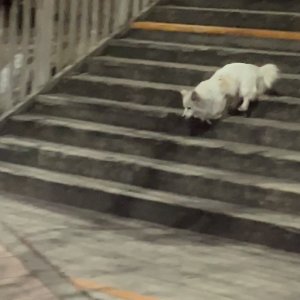 강아지 주인을 찾습니다 포메라니언 경기도 남양주시