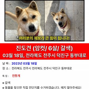 강아지를 찾습니다 진돗개 전라북도 전주시 덕진구