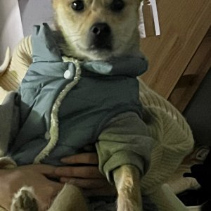 강아지를 찾습니다 믹스견 경상북도 청송군