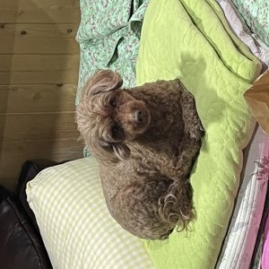 강아지를 찾습니다 푸들/미니어처푸들 전라남도 목포시