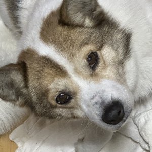 강아지를 찾습니다 믹스견 충청북도 청주시 상당구