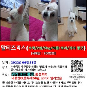 강아지를 찾습니다 믹스견 서울특별시 구로구
