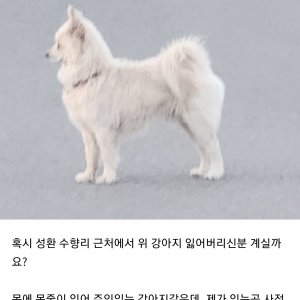 강아지 목격 포메라니언 충청남도 천안시 서북구