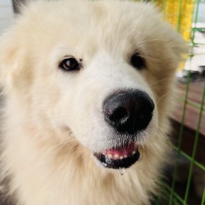 강아지를 찾습니다 믹스견 경상북도 포항시 남구