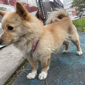 강아지 주인을 찾습니다 믹스견 경기도 파주시