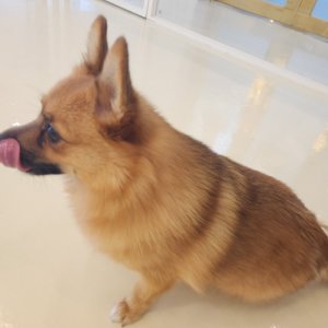 강아지를 찾습니다 믹스견 충청북도 음성군