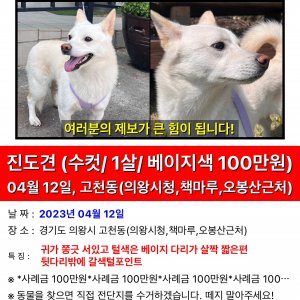 강아지를 찾습니다 믹스견 경기도 의왕시