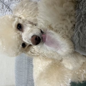 강아지를 찾습니다 푸들/미디엄푸들 울산광역시 남구