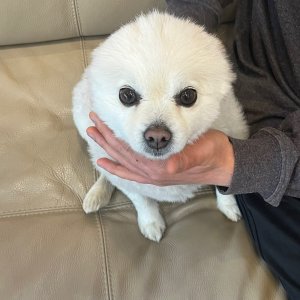 강아지를 찾습니다 믹스견 제주특별자치도 제주시