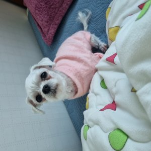 강아지를 찾습니다 말티즈 충청남도 서천군