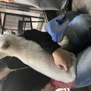 강아지 주인을 찾습니다 포메라니언 강원도 원주시