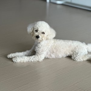 강아지를 찾습니다 푸들/토이푸들 부산광역시 동래구