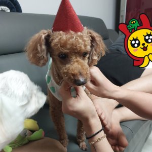 강아지를 찾습니다 푸들/미니어처푸들 경기도 평택시