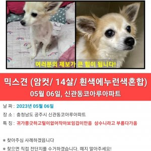 강아지를 찾습니다 믹스견 충청남도 공주시
