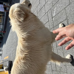 강아지 주인을 찾습니다 골든리트리버 부산광역시 사하구