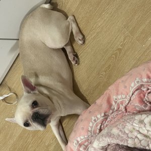강아지를 찾습니다 프랜치불독 서울특별시 양천구