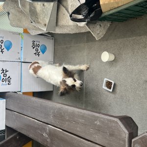 강아지 주인을 찾습니다 파피용 경기도 이천시