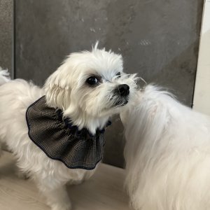 강아지를 찾습니다 말티즈 인천광역시 미추홀구