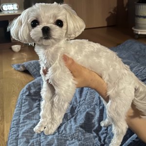 강아지를 찾습니다 말티즈 서울특별시 중랑구