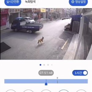 강아지를 찾습니다 진돗개 서울특별시 중랑구