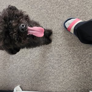 강아지 주인을 찾습니다 푸들/미디엄푸들 서울특별시 서초구
