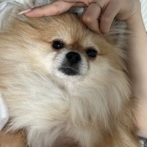 강아지를 찾습니다 포메라니언 부산광역시 금정구