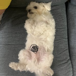 강아지를 찾습니다 말티즈 대전광역시 동구