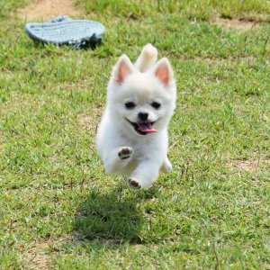 강아지를 찾습니다 포메라니언 충청남도 홍성군