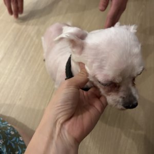 강아지 주인을 찾습니다 말티즈 서울특별시 강동구