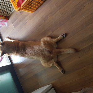 강아지를 찾습니다 진돗개 경기도 안산시 단원구