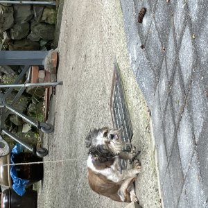 강아지 주인을 찾습니다 시츄 울산광역시 남구