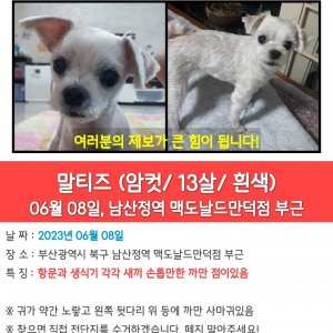 강아지를 찾습니다 말티즈 부산광역시 북구