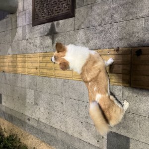 강아지 주인을 찾습니다 웰시코기펨브로크 서울특별시 구로구