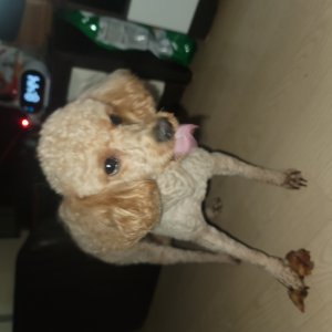 강아지를 찾습니다 푸들/스텐다드푸들 경기도 화성시