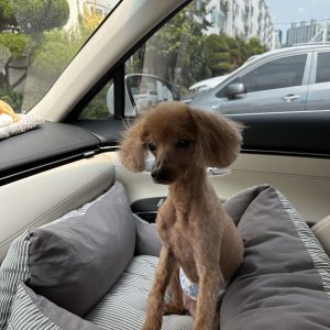 강아지를 찾습니다 푸들/미니어처푸들 경기도 수원시 영통구