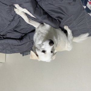 강아지를 찾습니다 보더콜리 경상남도 진주시