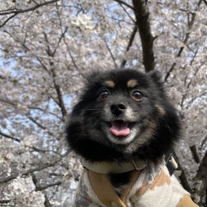 강아지를 찾습니다 포메라니언 충청북도 보은군