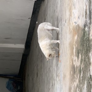 강아지 주인을 찾습니다 믹스견 울산광역시 남구