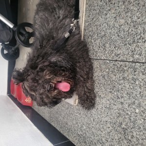 강아지 주인을 찾습니다 푸들/미디엄푸들 서울특별시 동작구