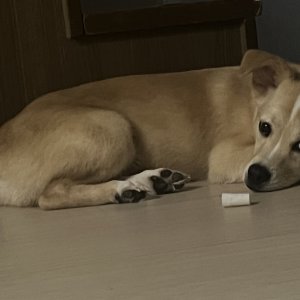 강아지를 찾습니다 믹스견 경기도 평택시
