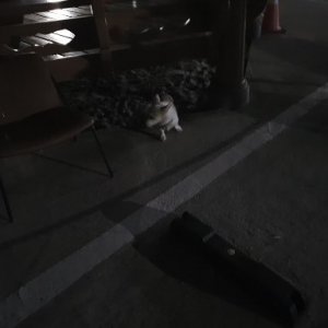 강아지 주인을 찾습니다 웰시코기펨브로크 경상북도 울진군
