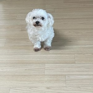 강아지를 찾습니다 말티즈 전라북도 정읍시
