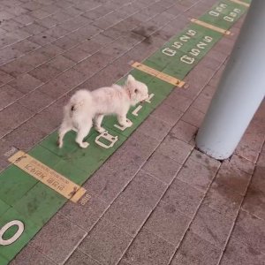 강아지 주인을 찾습니다 제퍼니즈스피츠 충청북도 청주시 흥덕구