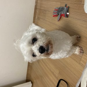 강아지를 찾습니다 말티즈 전라북도 전주시 덕진구