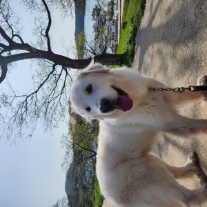 강아지를 찾습니다 골든리트리버 충청남도 홍성군