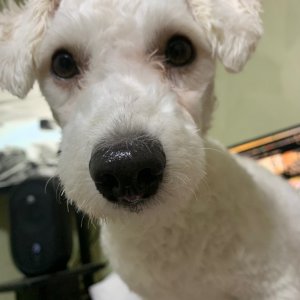 강아지 주인을 찾습니다 믹스견 대구광역시 달성군